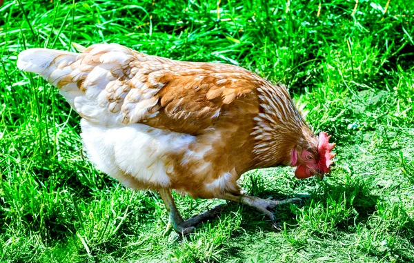 Chicken — Stock Photo, Image