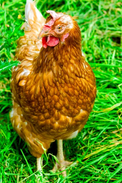 Chicken — Stock Photo, Image