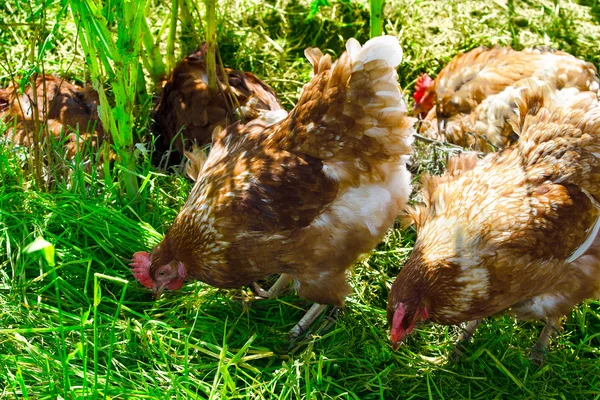 Egg-laying hens in the yard — Stock Photo, Image