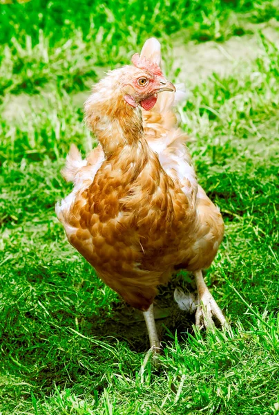 Chicken — Stock Photo, Image