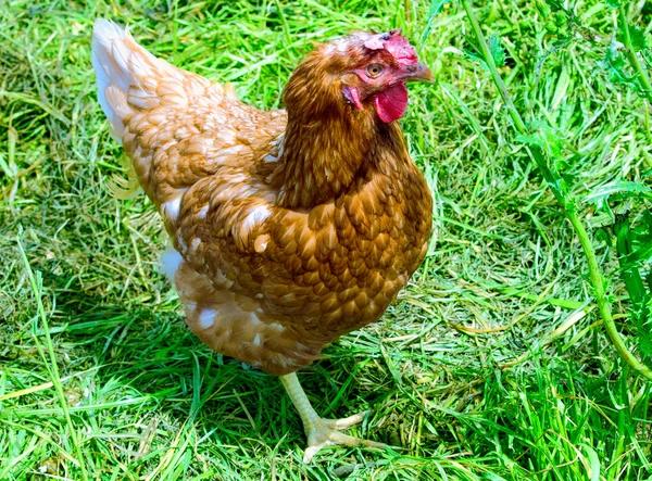 Chicken — Stock Photo, Image