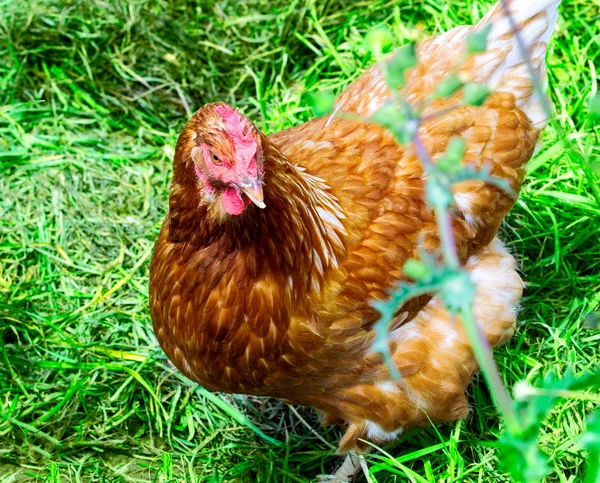 Chicken — Stock Photo, Image