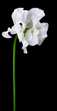 güzel zambak çiçekler kenarlık