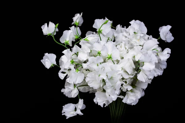 Flor com folhas isoladas em preto — Fotografia de Stock
