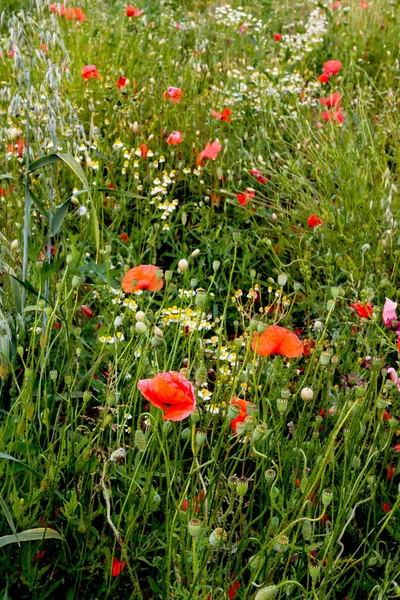 Roter Mohn — Stockfoto