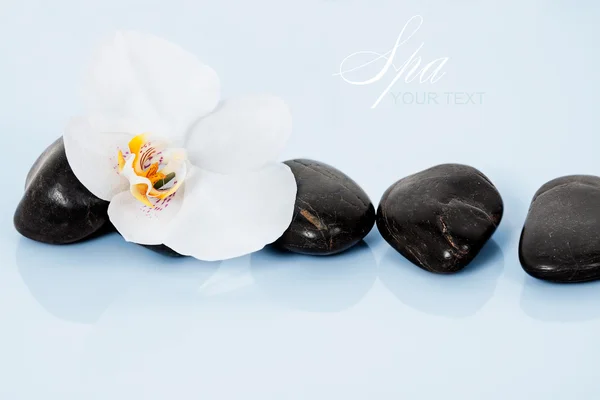 Pedras e orquídea no fundo branco — Fotografia de Stock