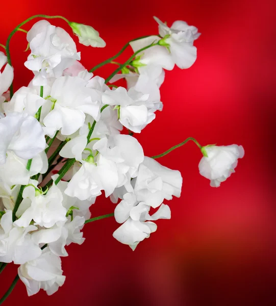 Flor blanca naturaleza —  Fotos de Stock