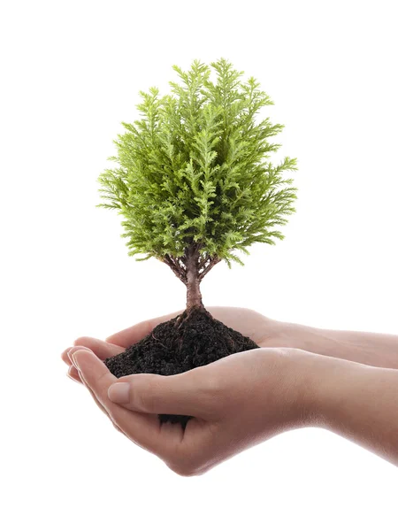 Crescer árvore verde em mãos isoladas no fundo branco Imagens Royalty-Free