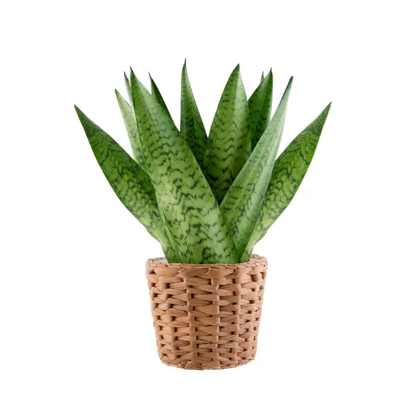 House Plant Sansevieria Wicker Flowerpot Isolated White Background Clipping Path — Stock Photo, Image