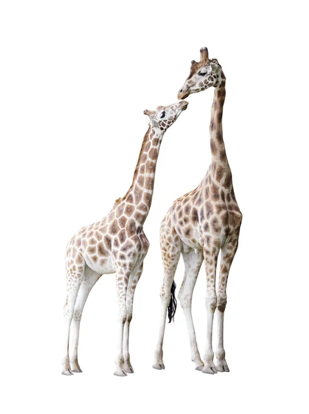 Two standing giraffes with clipping path — Stock Photo, Image