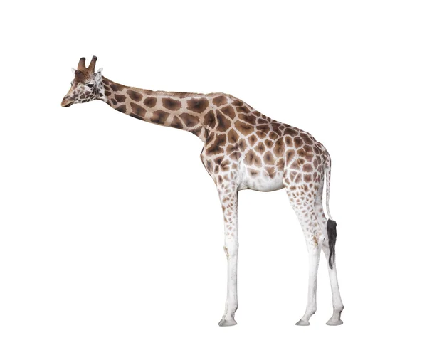 Pequeña jirafa de dibujos animados sobre fondo blanco  Vector Premium