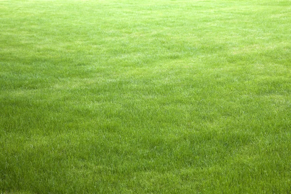 Groene grasachtergrond — Stockfoto