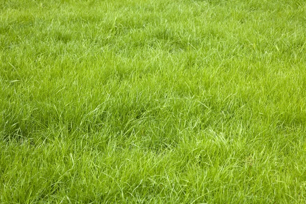 Groene grasachtergrond — Stockfoto