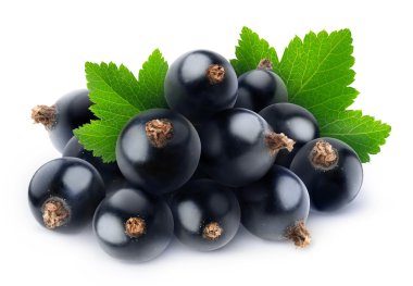 Siyah kuş üzümü izole yığını