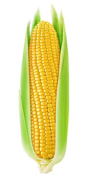 Un maíz aislado con hojas —  Fotos de Stock