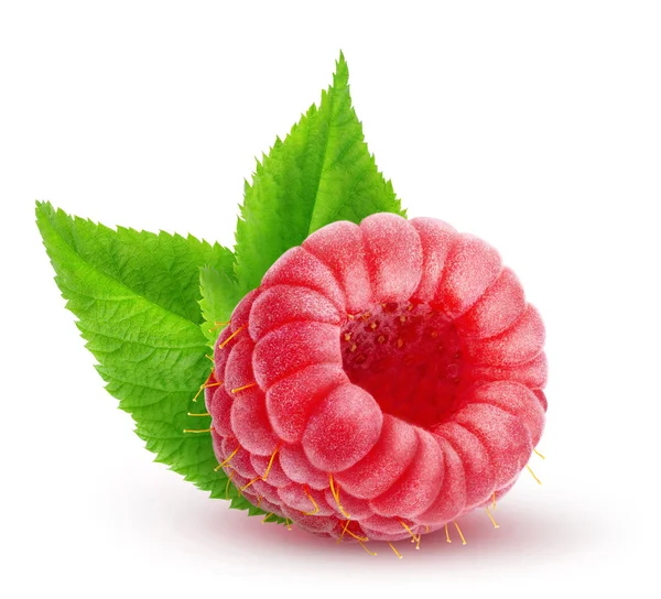 One isolated raspberry with leaves — Stock Photo, Image