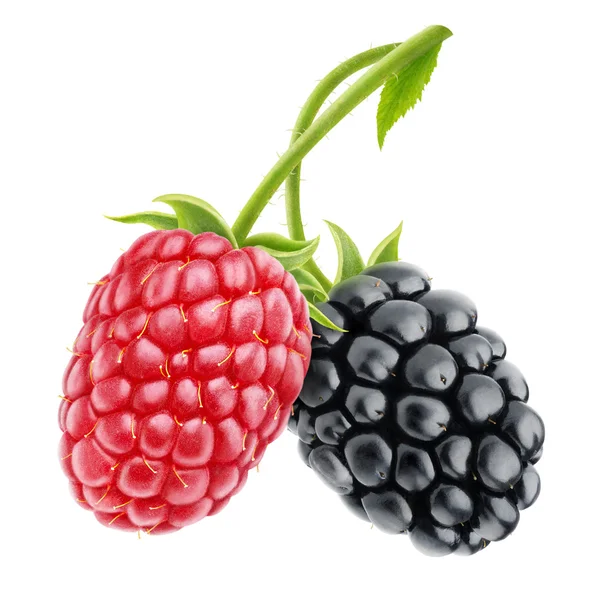 Raspberry and blackberry — Stock Photo, Image