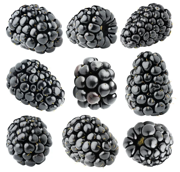 Isolated blackberries collection — Stock Photo, Image