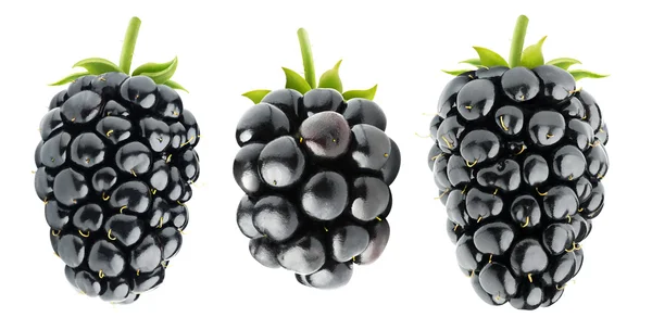 Three isolated blackberries — Stock Photo, Image