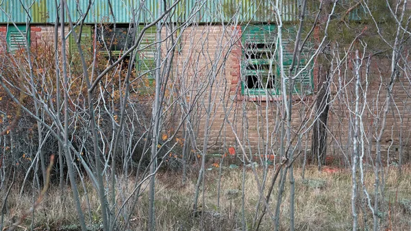 Verwachsener Garten Blattlose Baumstämme Vor Ziegelmauer Mit Zerbrochenen Fenstern Eines — Stockfoto