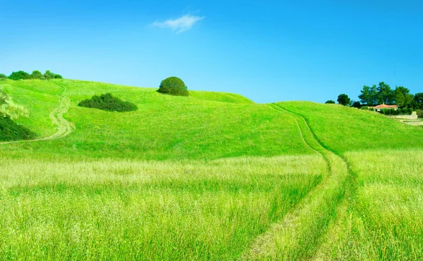 乡村风景 乡村道路穿过一片燕麦地 农场在青草的山丘上 — 图库照片