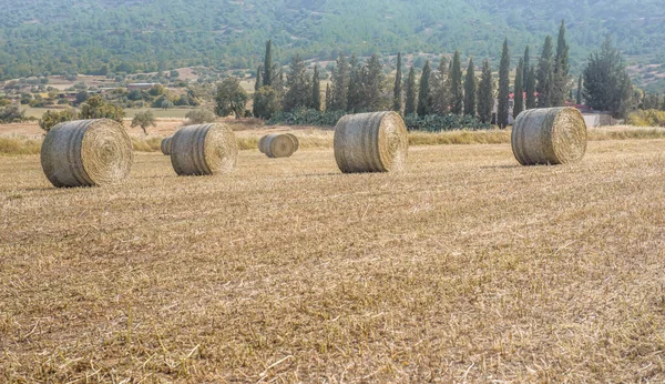 Stosy Siana Rzędzie Polu Suszonej Trawy Ciętej Gospodarstwem Rolnym Cyprysami — Zdjęcie stockowe
