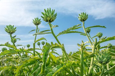 Mavi gökyüzü arka planında büyüyen yeşil enginarlar