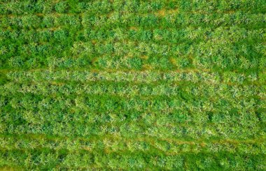 Enginar alanı üst görünümü doğrudan üstte, doğal patırtı