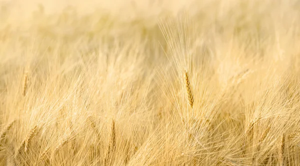 Campo Trigo Closeup Com Longas Barbas Peludas Foco Seletivo Padrão — Fotografia de Stock