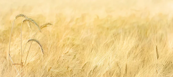 Reife Gerstenspitzen Auf Einem Feld Panorama Mit Kopierraum — Stockfoto
