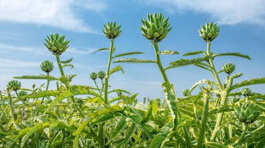 Bir tarlada enginar bitkisi, geniş açılı çekim.