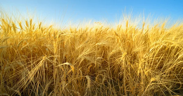 Ripe Wheat Spikes Field Clear Blue Sky Selective Focus — Stock Photo, Image