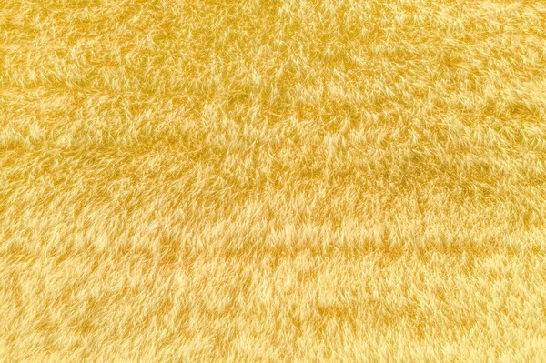 Fuzzy Ears Wheat Hay Field Aerial Shot Directly — Stock Photo, Image