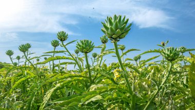 Enginar başları mavi gökyüzüne karşı, dramatik geniş açı