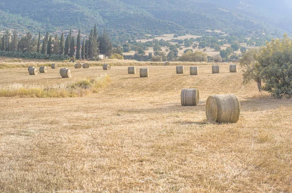 Hay Bales Field Yellow Dry Grass Mediterranean Landscape — ストック写真
