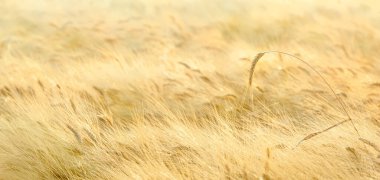 Tüylü sakal tarlasının üzerinde bir buğday sapı, panorama
