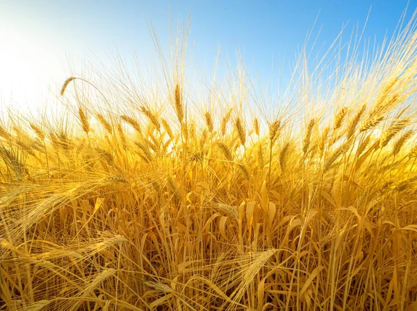 Ripe Wheat Ears Long Fuzzy Beards Growing Field — Stock Fotó