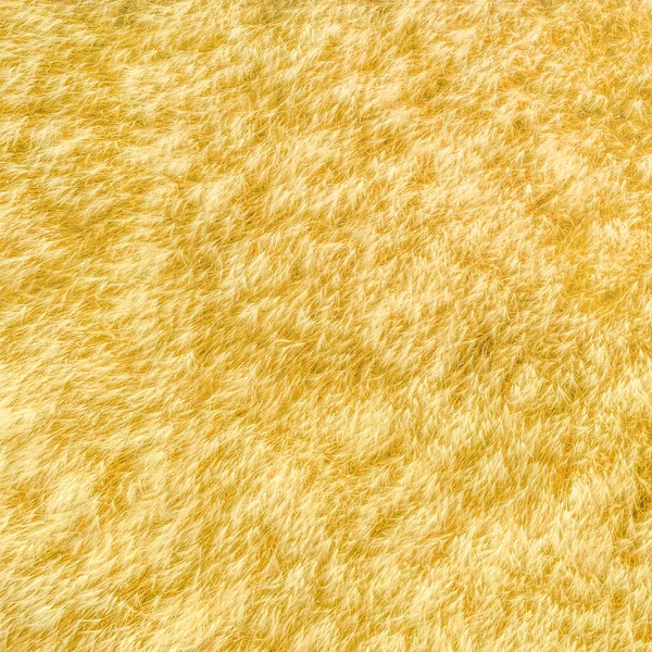 Wheat Field Natural Pattern Drone Shot Directly — Stock Photo, Image