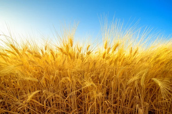 Campo Oro Orzo Contro Cielo Blu Raccolta Sfondo Naturale — Foto Stock