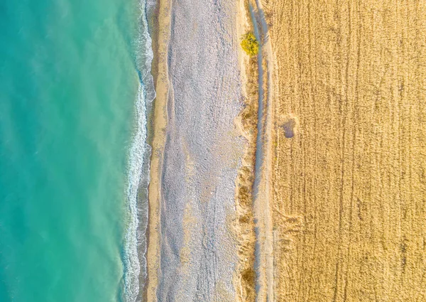 Weizenfeld Und Unbefestigte Straße Sandstrand Entlang Blick Von Oben Direkt — Stockfoto