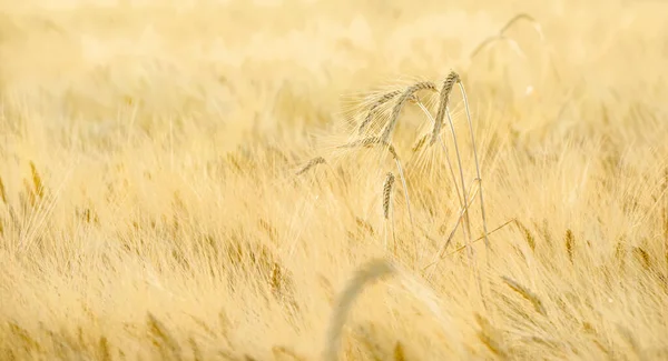 Getreide Gerstenweizen Plantage Mit Einigen Ähren Die Über Dem Feld — Stockfoto