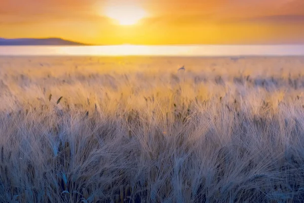 Primer Plano Las Orejas Cebada Maduras Con Largas Barbas Borrosas — Foto de Stock