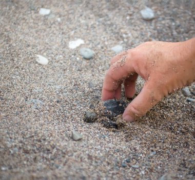 İnsan eli küçük bir deniz kaplumbağası yavrusunu tutuyor. Yuvasını kumların altından çıkarmasına yardım ediyor.