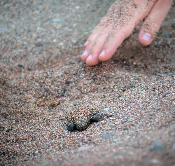 Volunteers hand brushes away sand helping sea turtle hatchling to dig out of its nest
