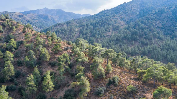Cordillera Troodos Chipre Cubierta Bosque Pinos Con Pico Machairas Kionia — Foto de Stock