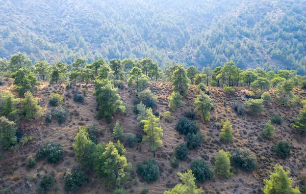 Grzbiet Górski Pokryty Sosnami Górach Troodos Cypr — Zdjęcie stockowe