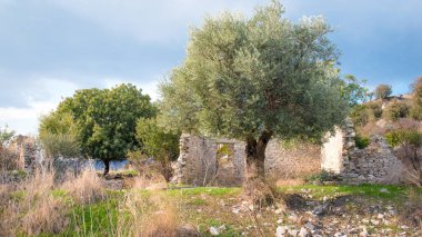 Kırsal nüfus azalması. Kıbrıs 'ın terk edilmiş eski Trozena köyünde meyve ağaçları