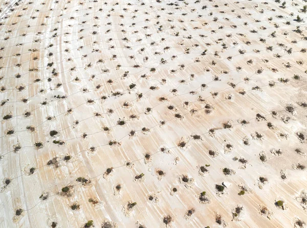 Aerial View Reforestation Works Abandoned Limestone Quarry — Stock Photo, Image