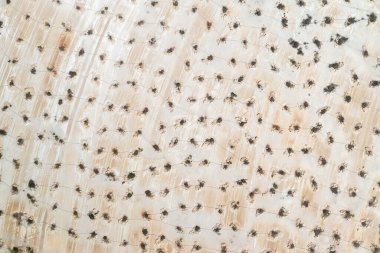 Terk edilmiş kireçtaşı ocağına dikilmiş ağaçlar ve çalılıklar doğrudan yukarıdan havadan görünüyor.