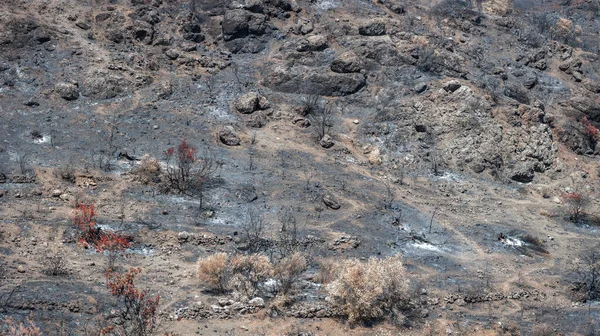 Forest Mountain Slope Destroyed Wildfire Burned Trees Ground Covered Ashes — Stock Photo, Image